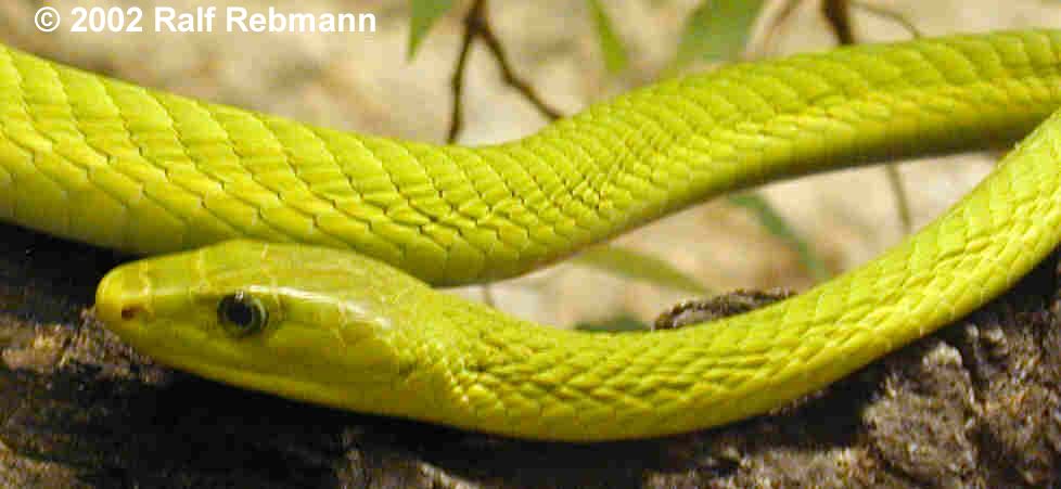 Dendroaspis angusticeps Bild02